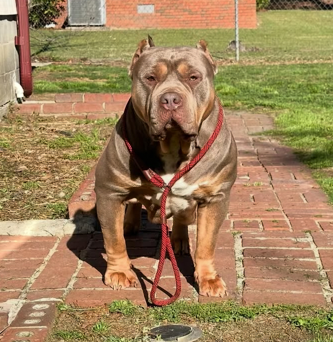 Dog Featured Image
