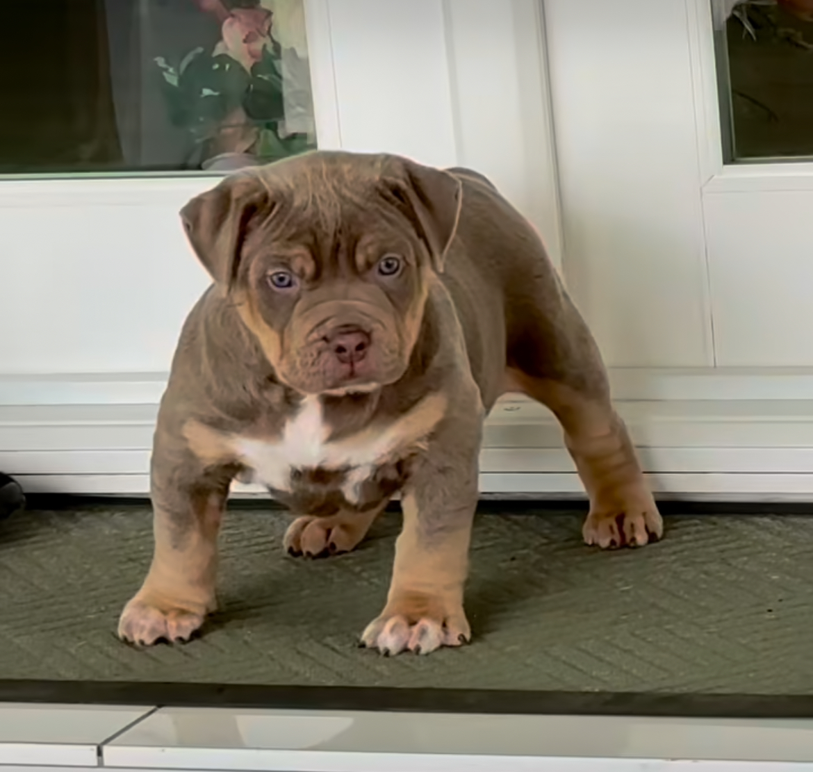 Dog Featured Image