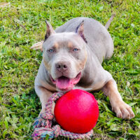 Dog Featured Image