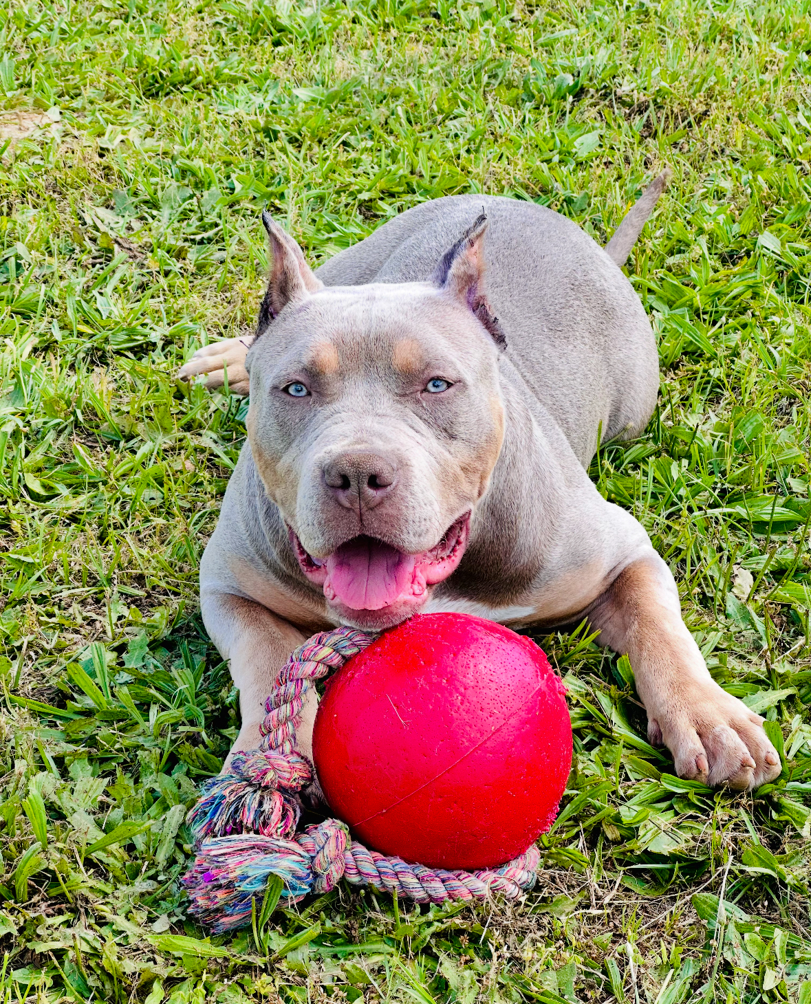Dog Featured Image