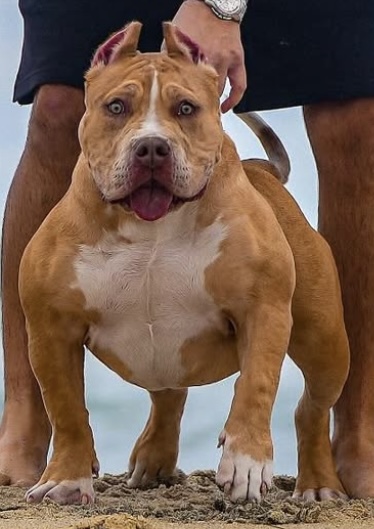 Dog Featured Image