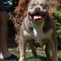 Dog Featured Image