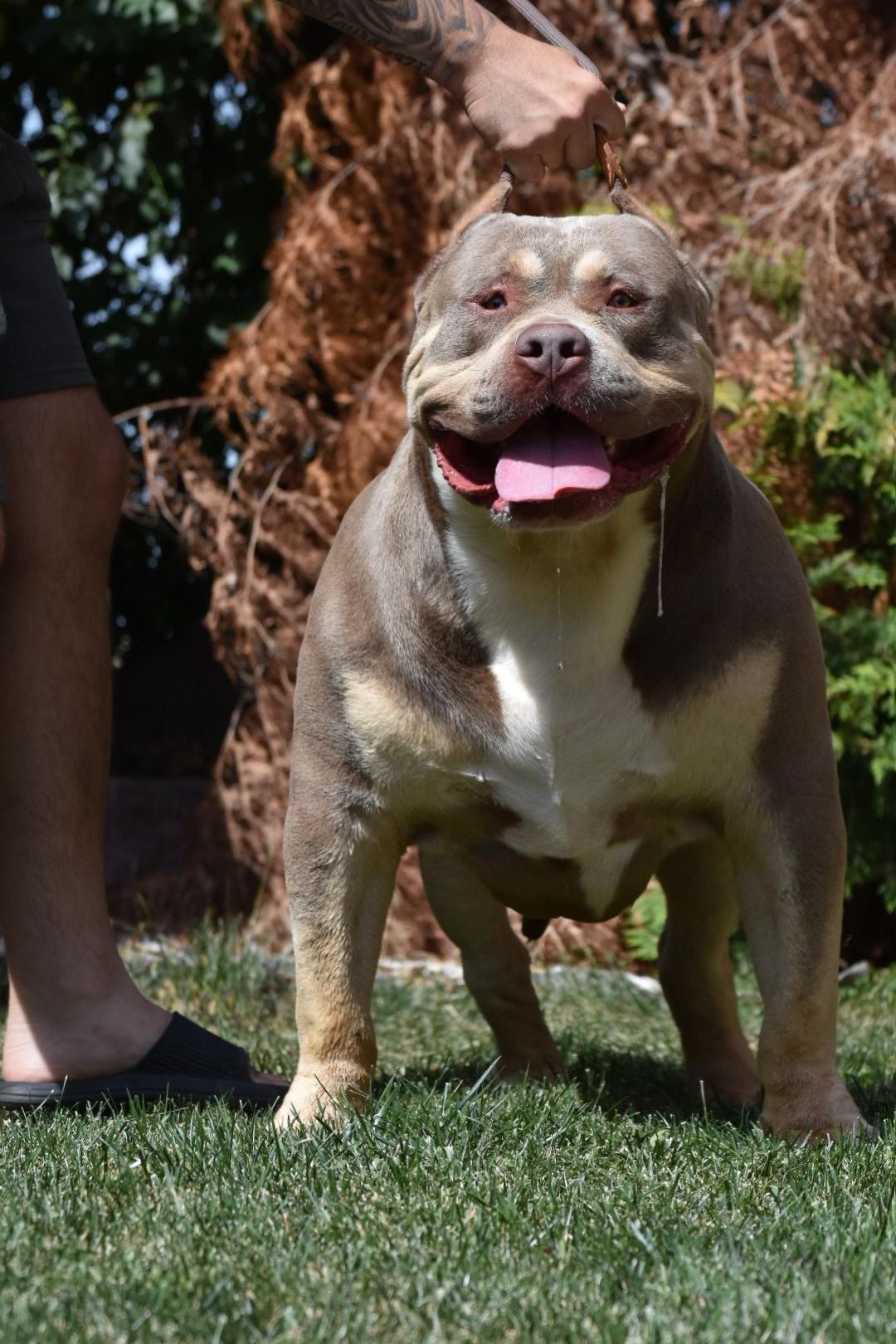 Dog Featured Image