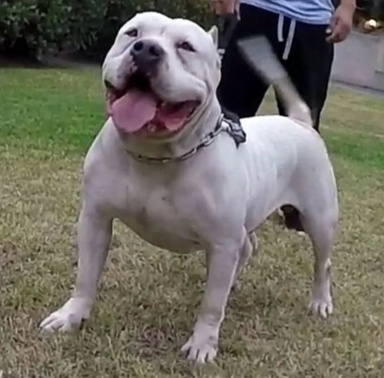 Dog Featured Image