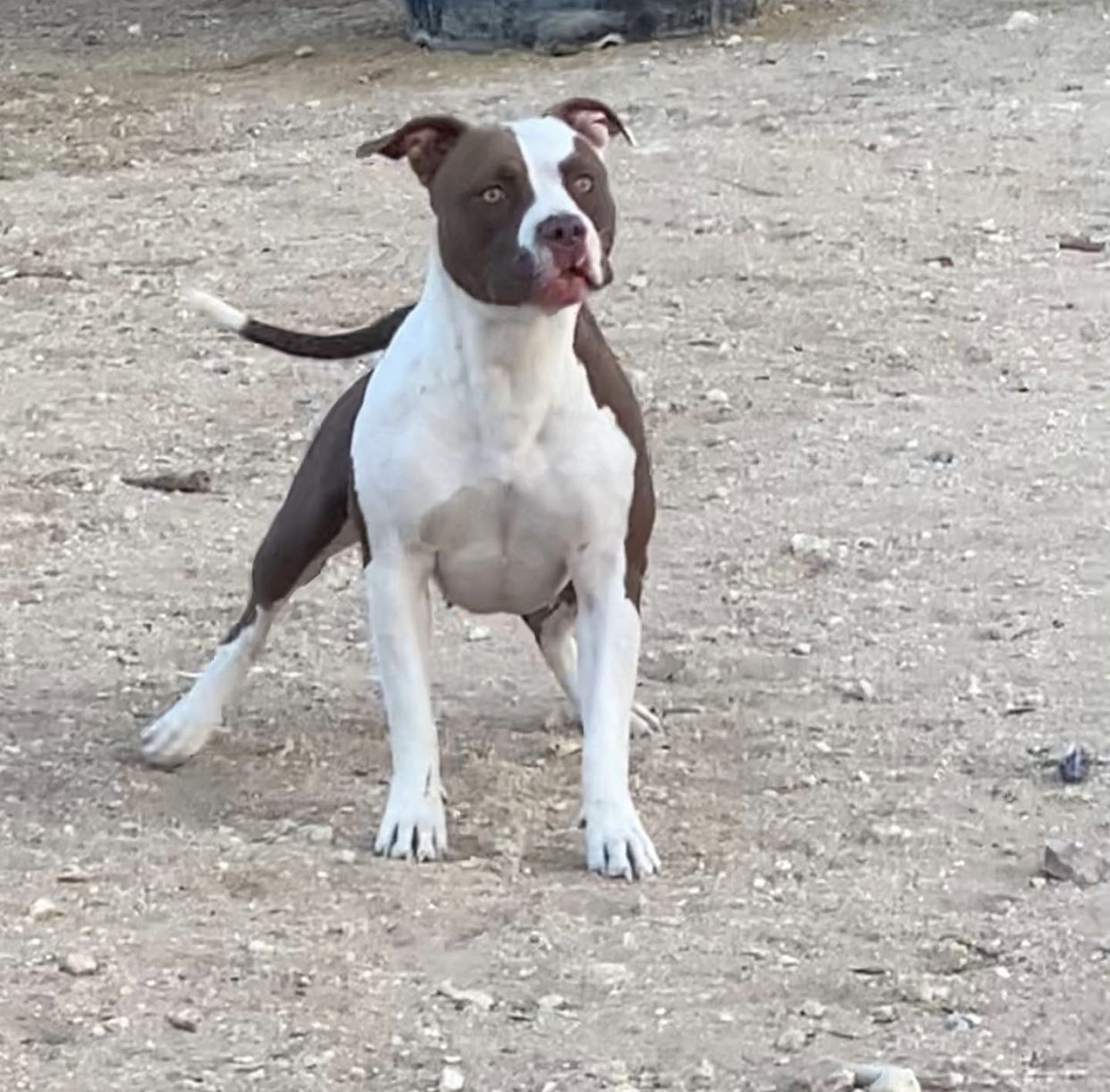 Dog Featured Image