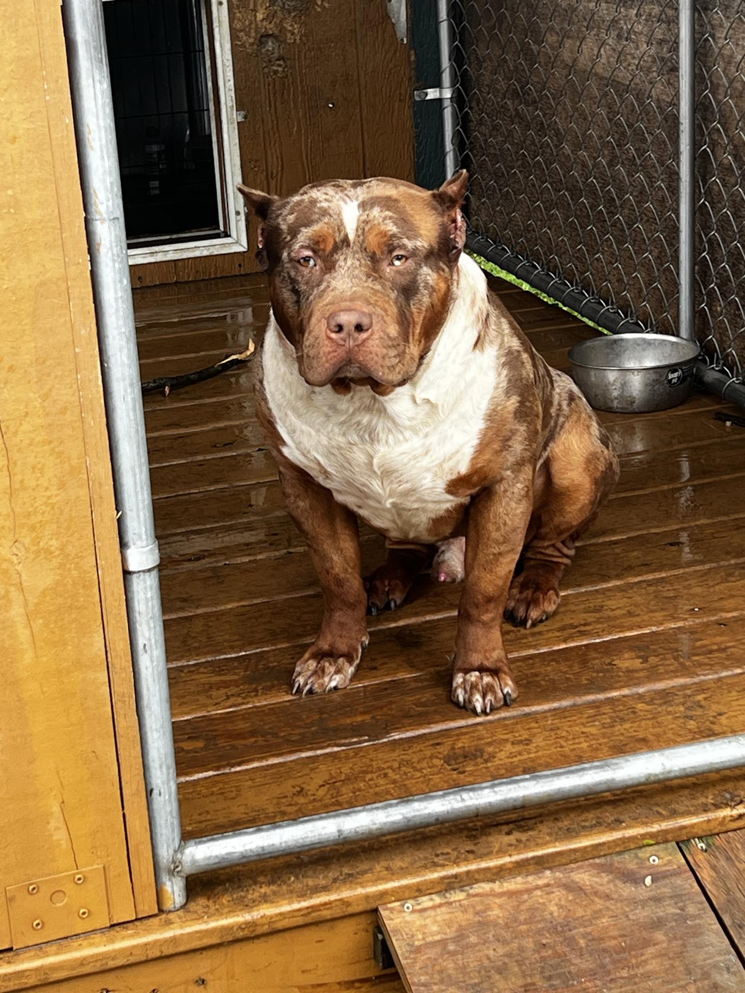 Dog Featured Image