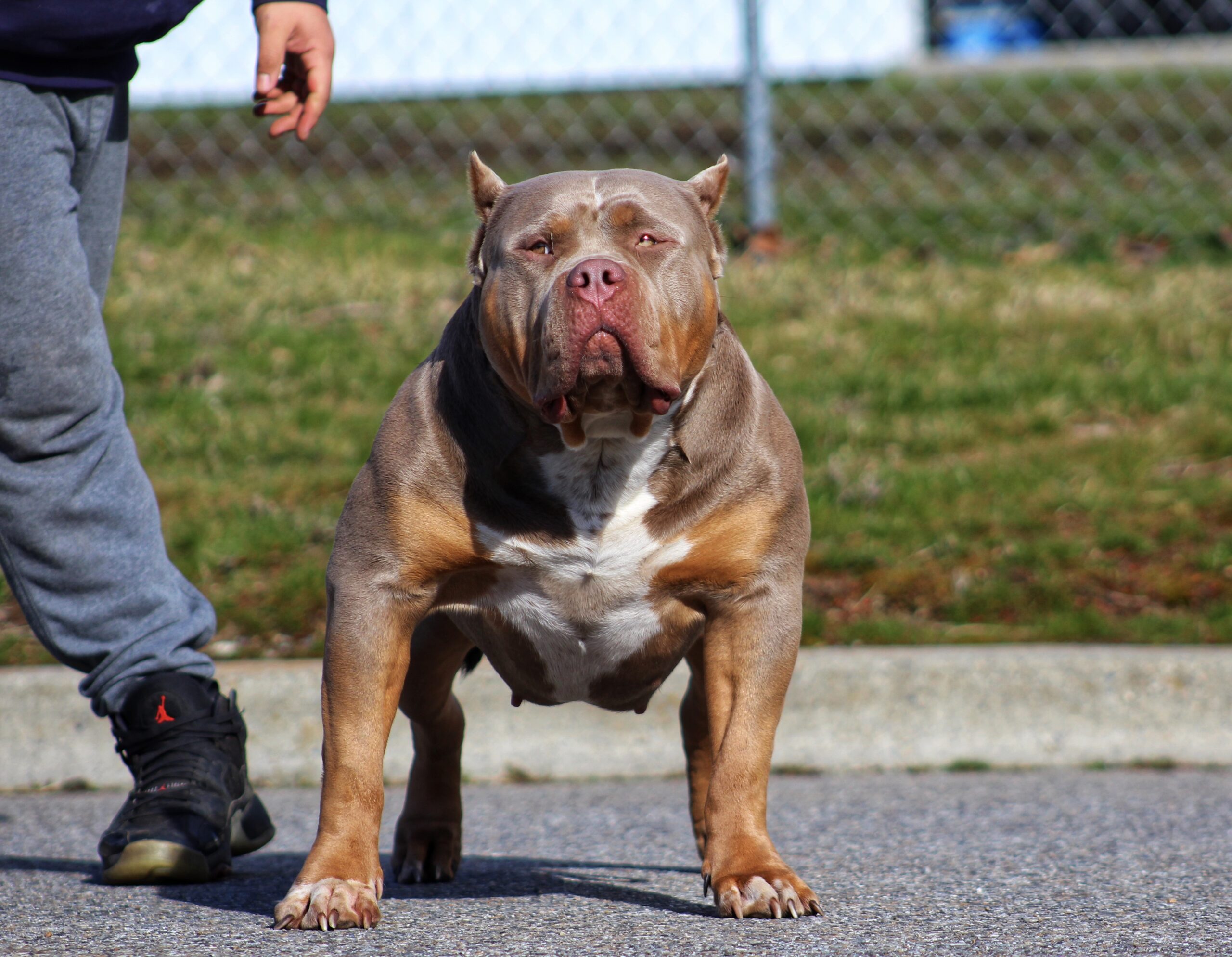 Dog Featured Image