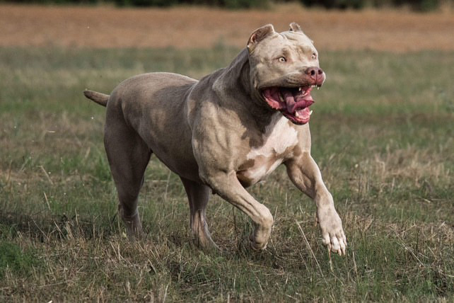 Dog Featured Image