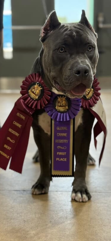 Dog Featured Image