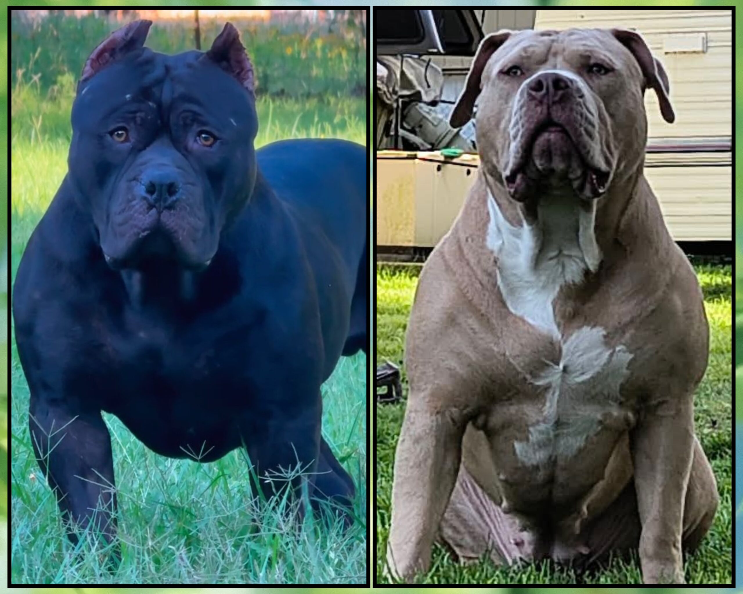 Dog Featured Image