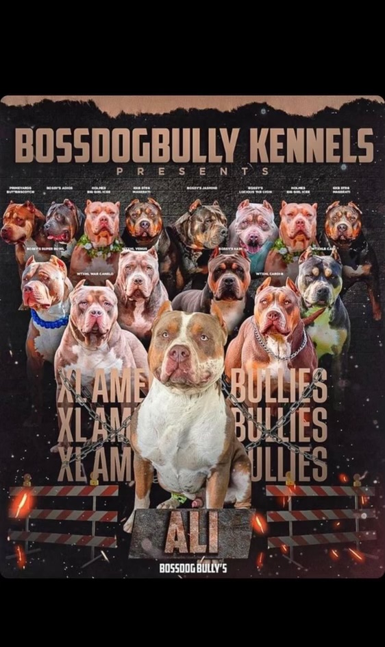 Dog Featured Image