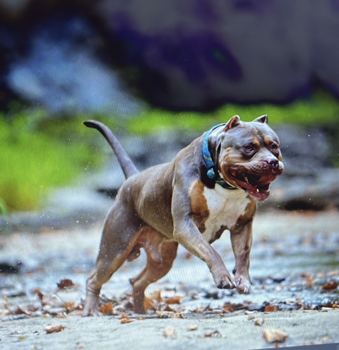 Dog Featured Image