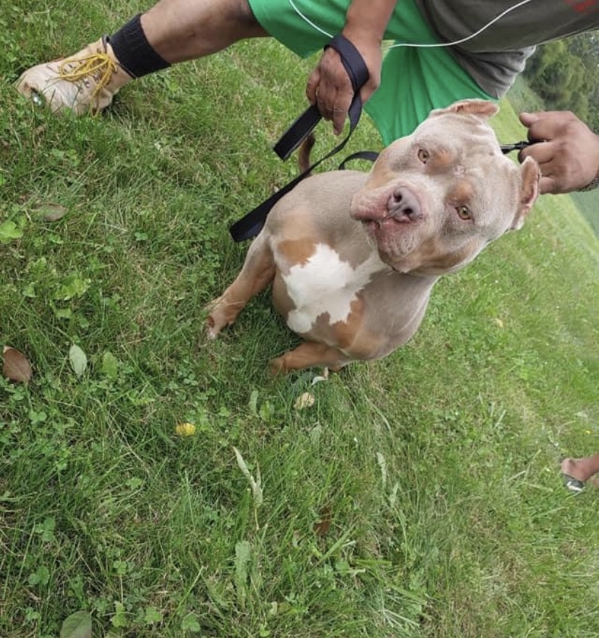Dog Featured Image