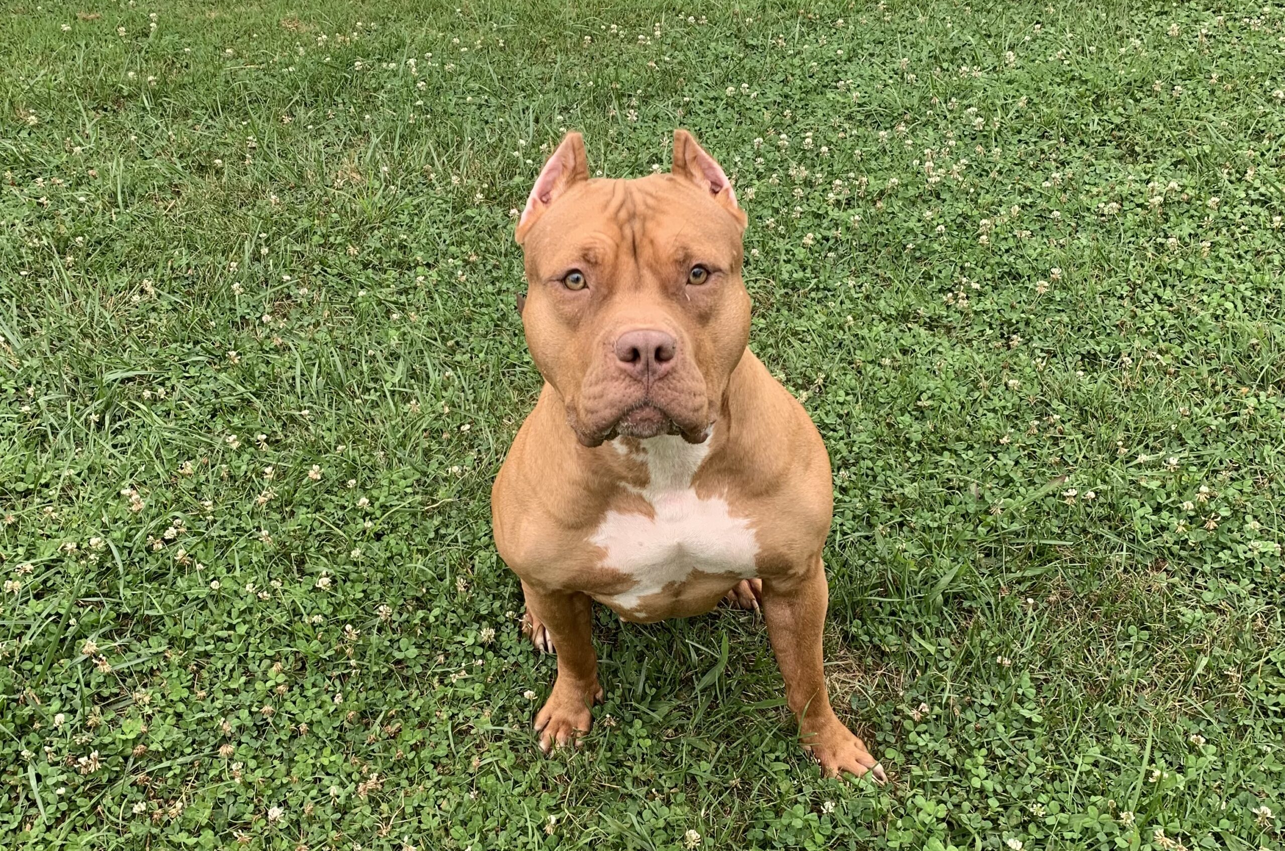 Dog Featured Image