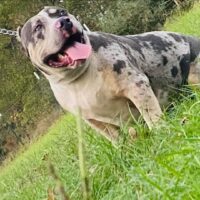 Dog Featured Image