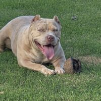 Dog Featured Image