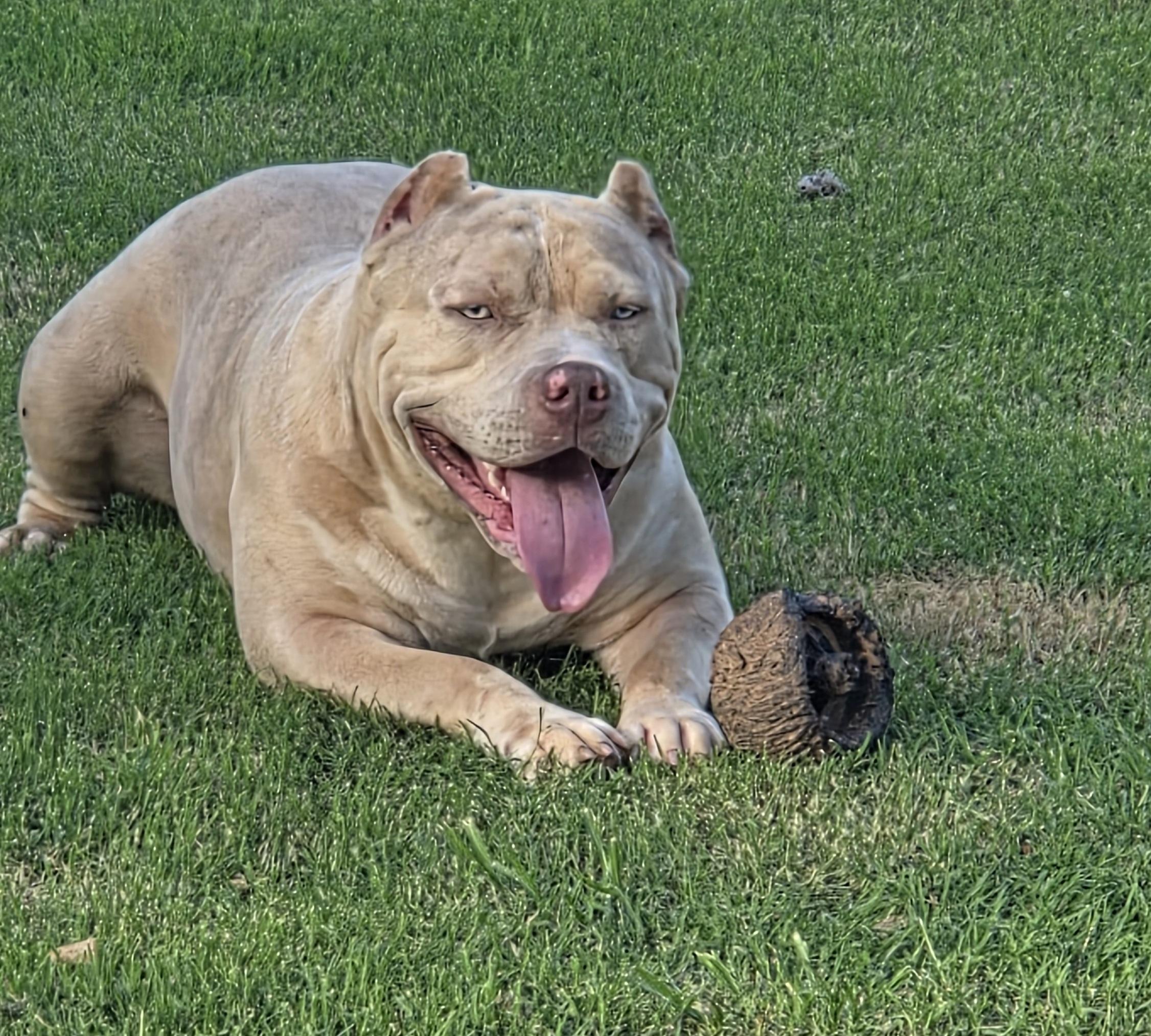 Dog Featured Image