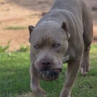 Dog Featured Image