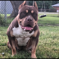 Dog Featured Image