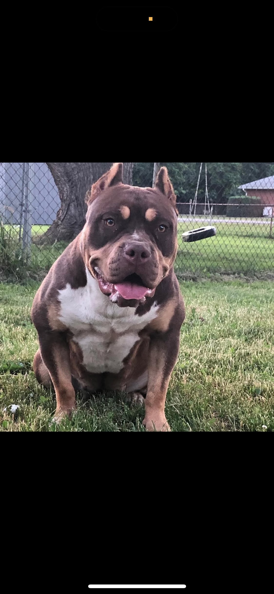 Dog Featured Image