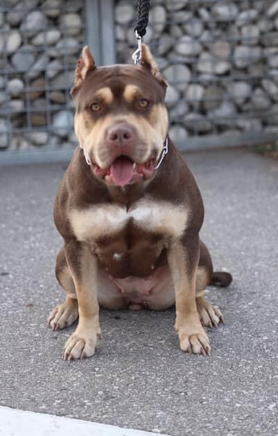 Dog Featured Image