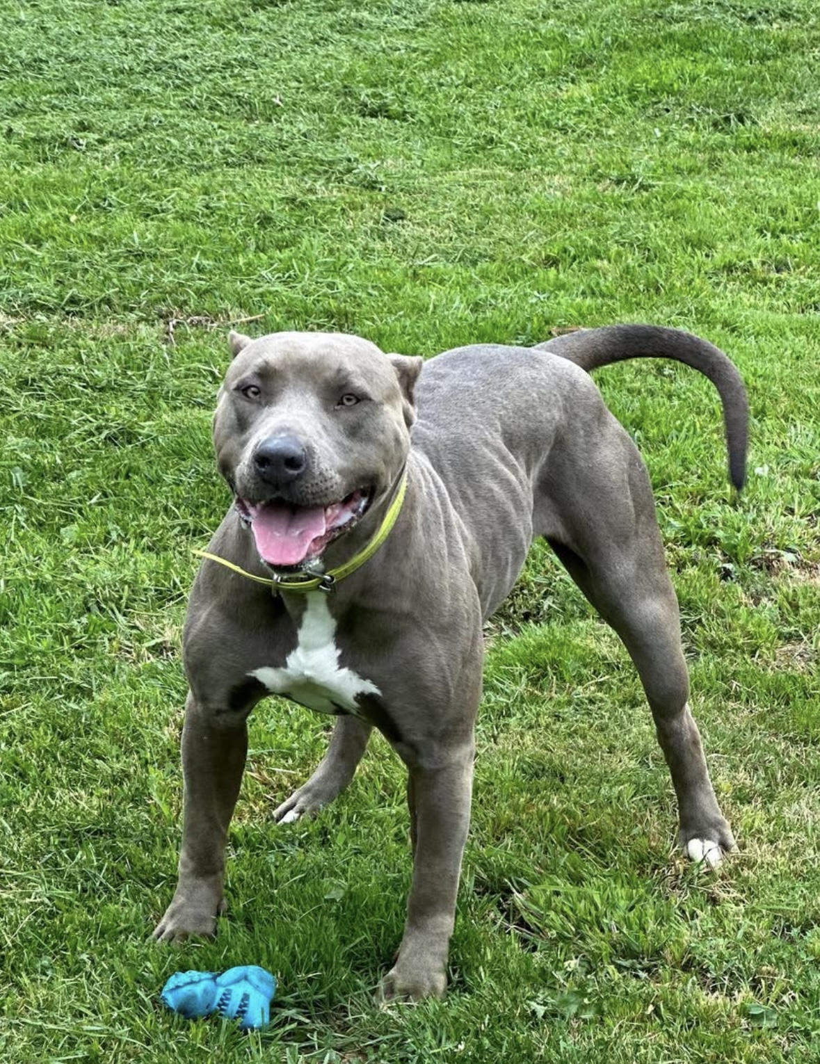Dog Featured Image