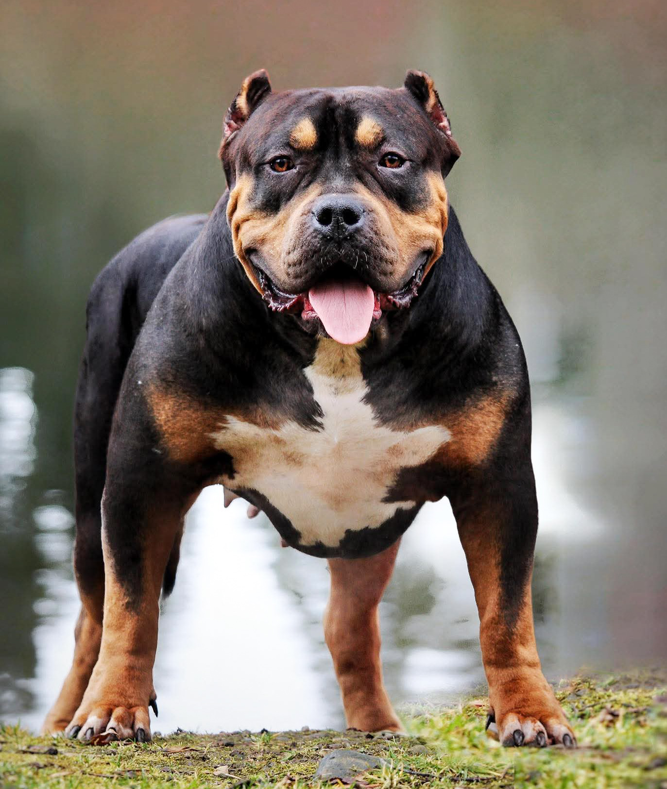 Dog Featured Image