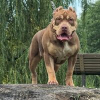 Dog Featured Image