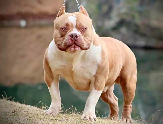 Dog Featured Image