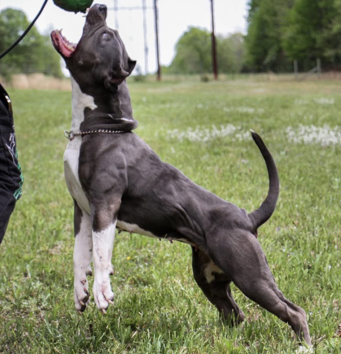 Dog Featured Image