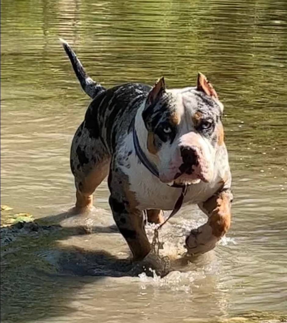 Dog Featured Image