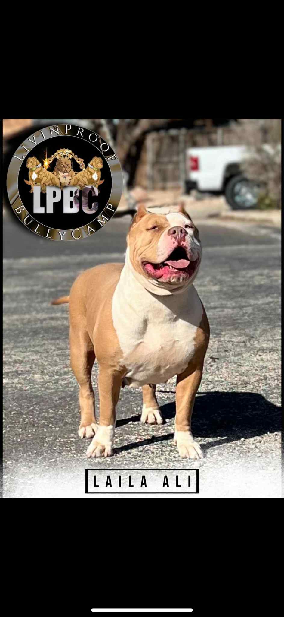 Dog Featured Image