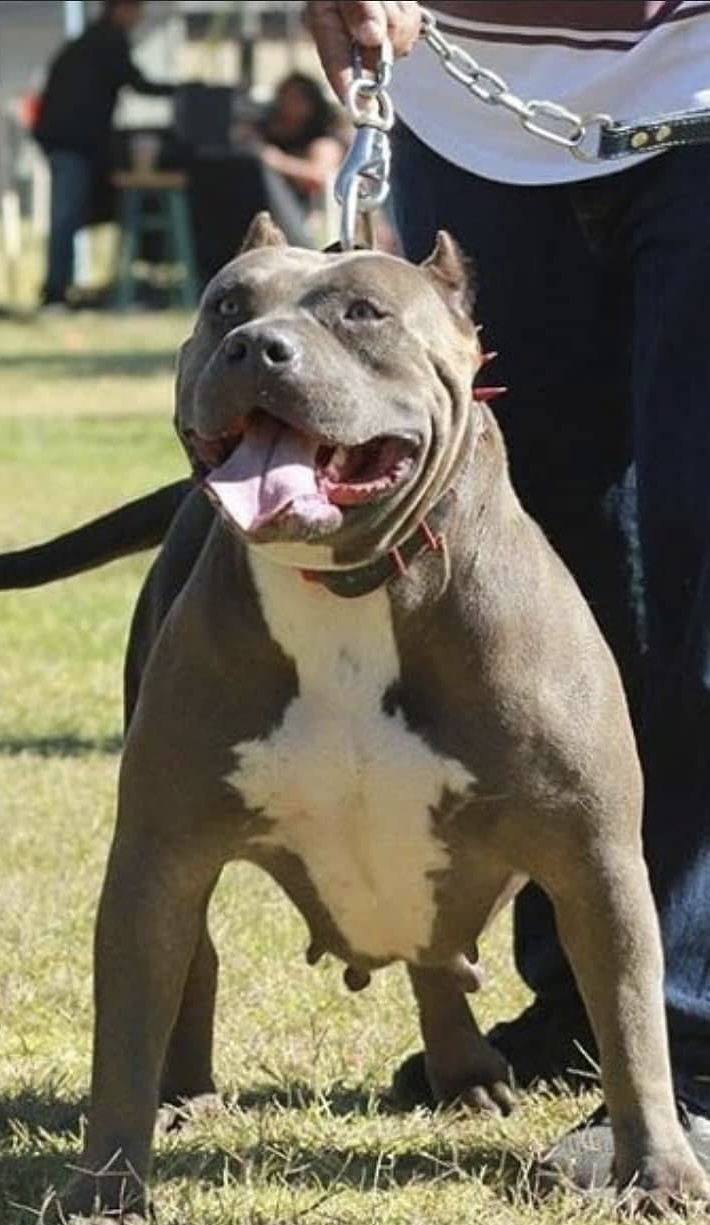 Dog Featured Image