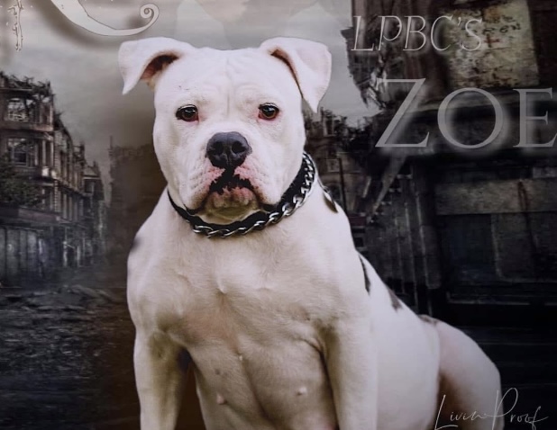 Dog Featured Image