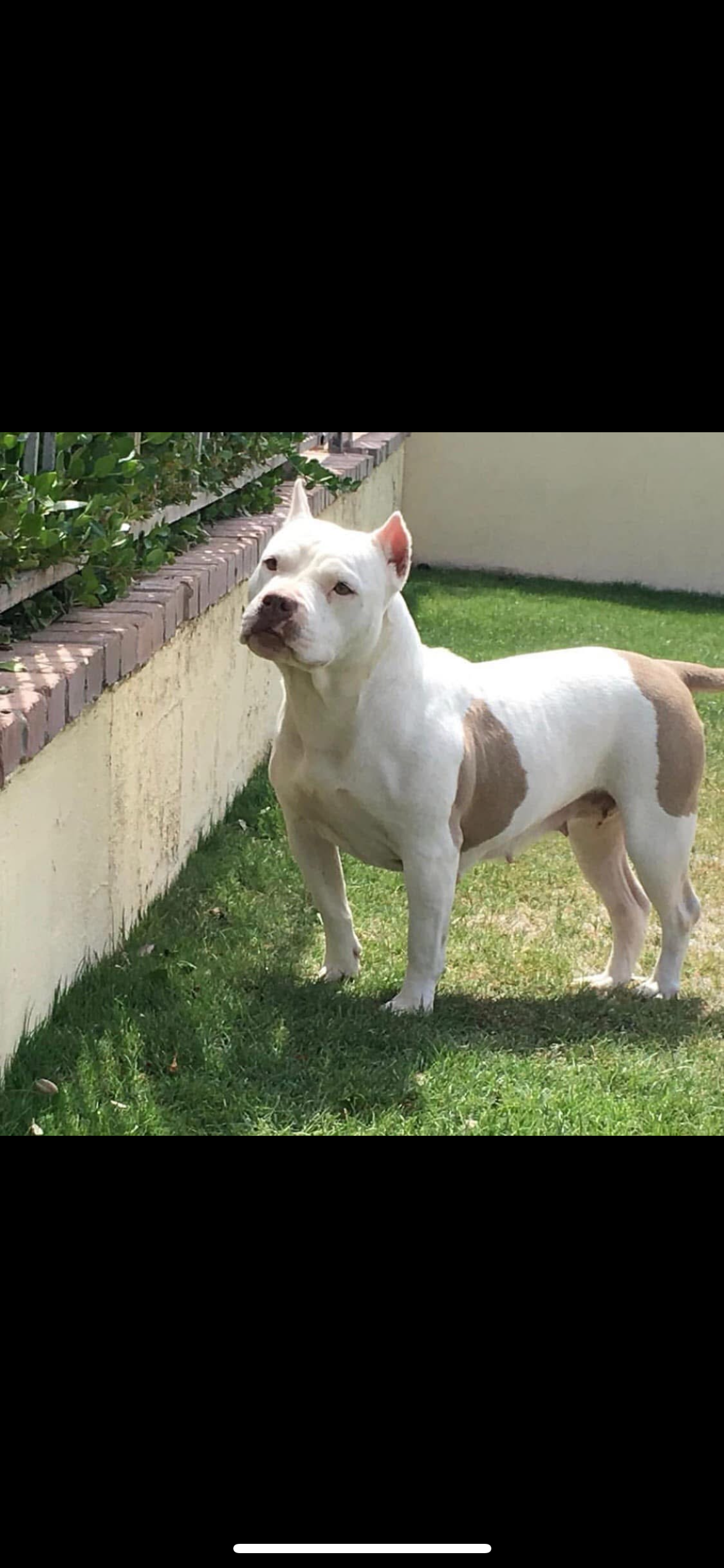 Dog Featured Image