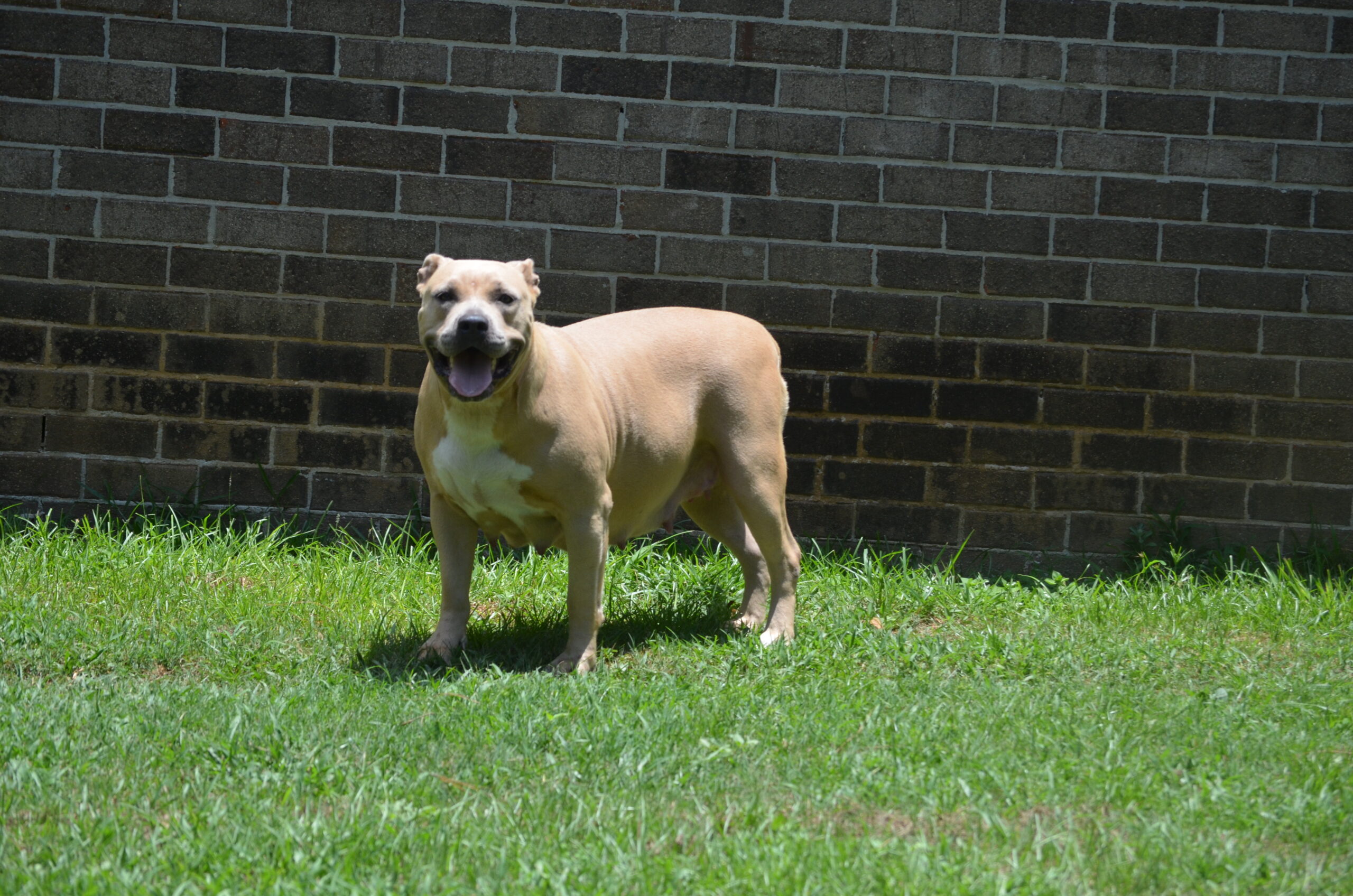 Dog Featured Image