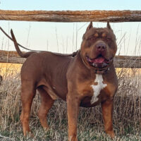 Dog Featured Image
