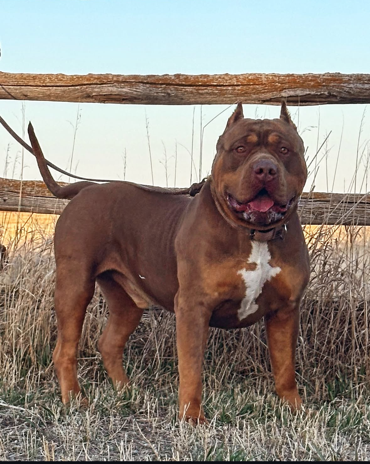 Dog Featured Image