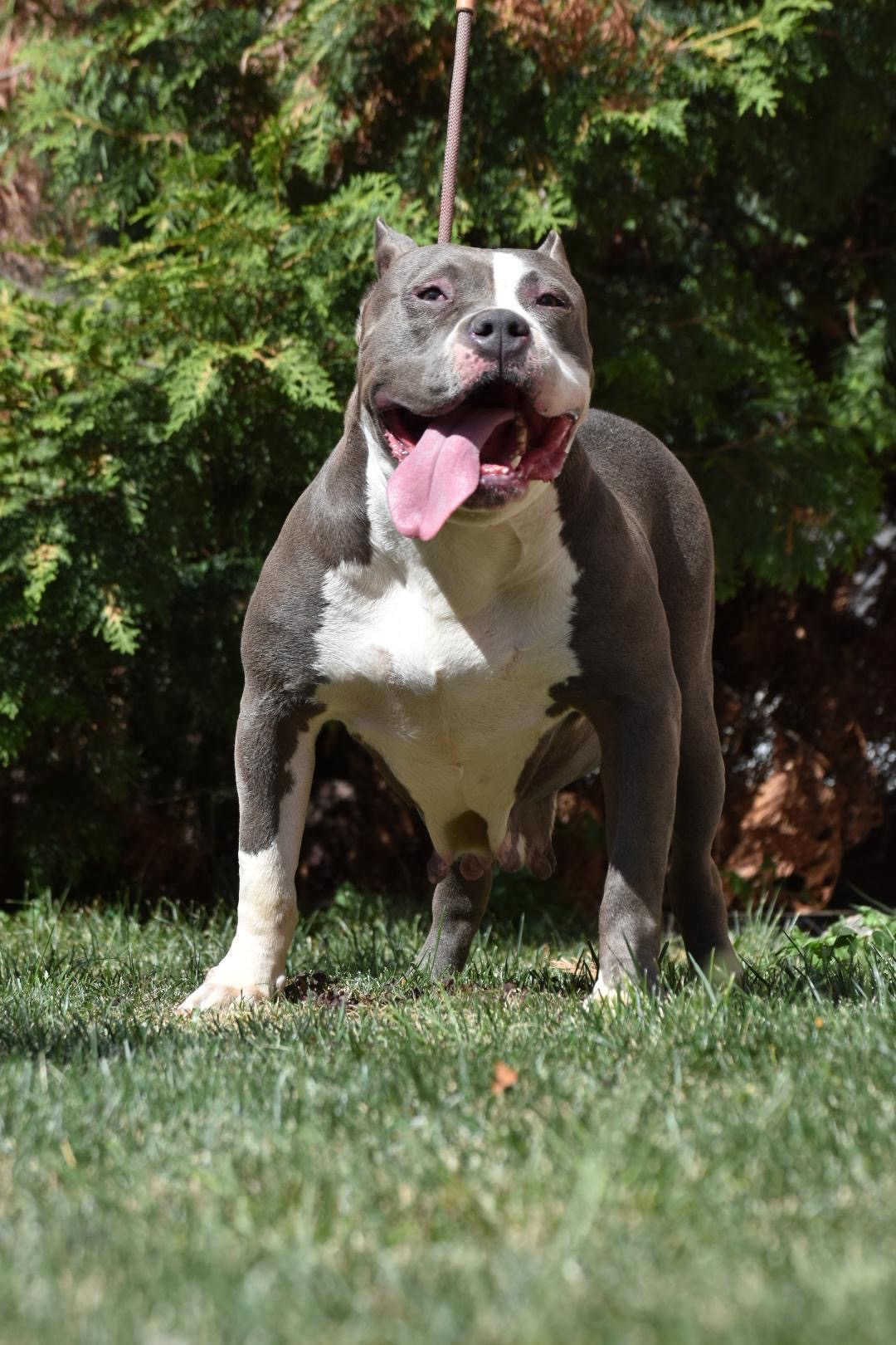 Dog Featured Image