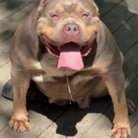 Dog Featured Image