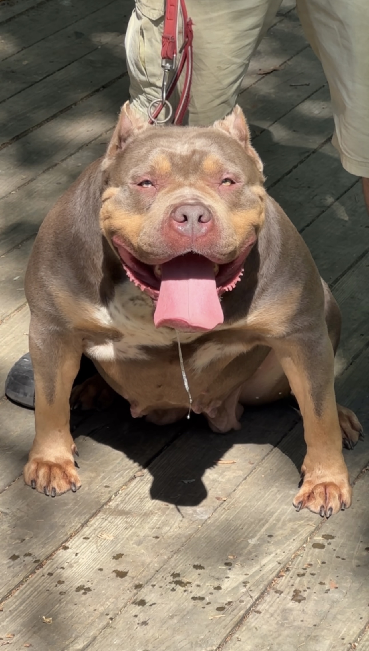 Dog Featured Image