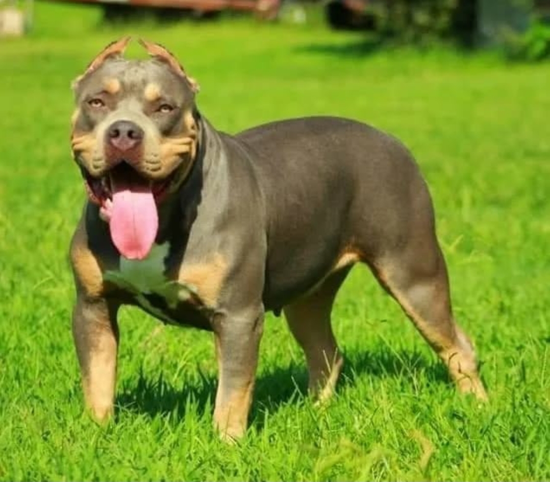 Dog Featured Image