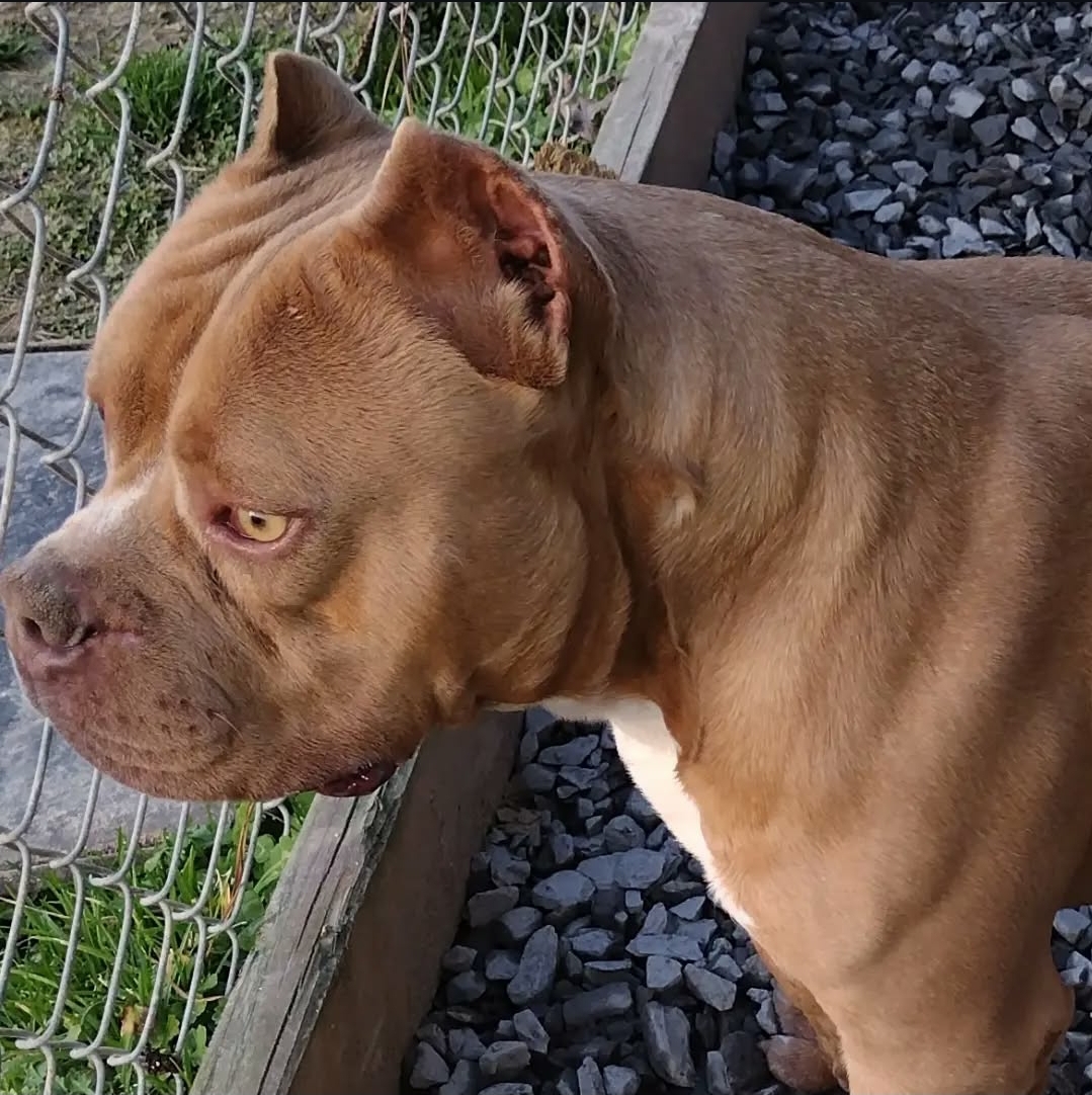 Dog Featured Image