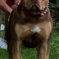 Dog Featured Image