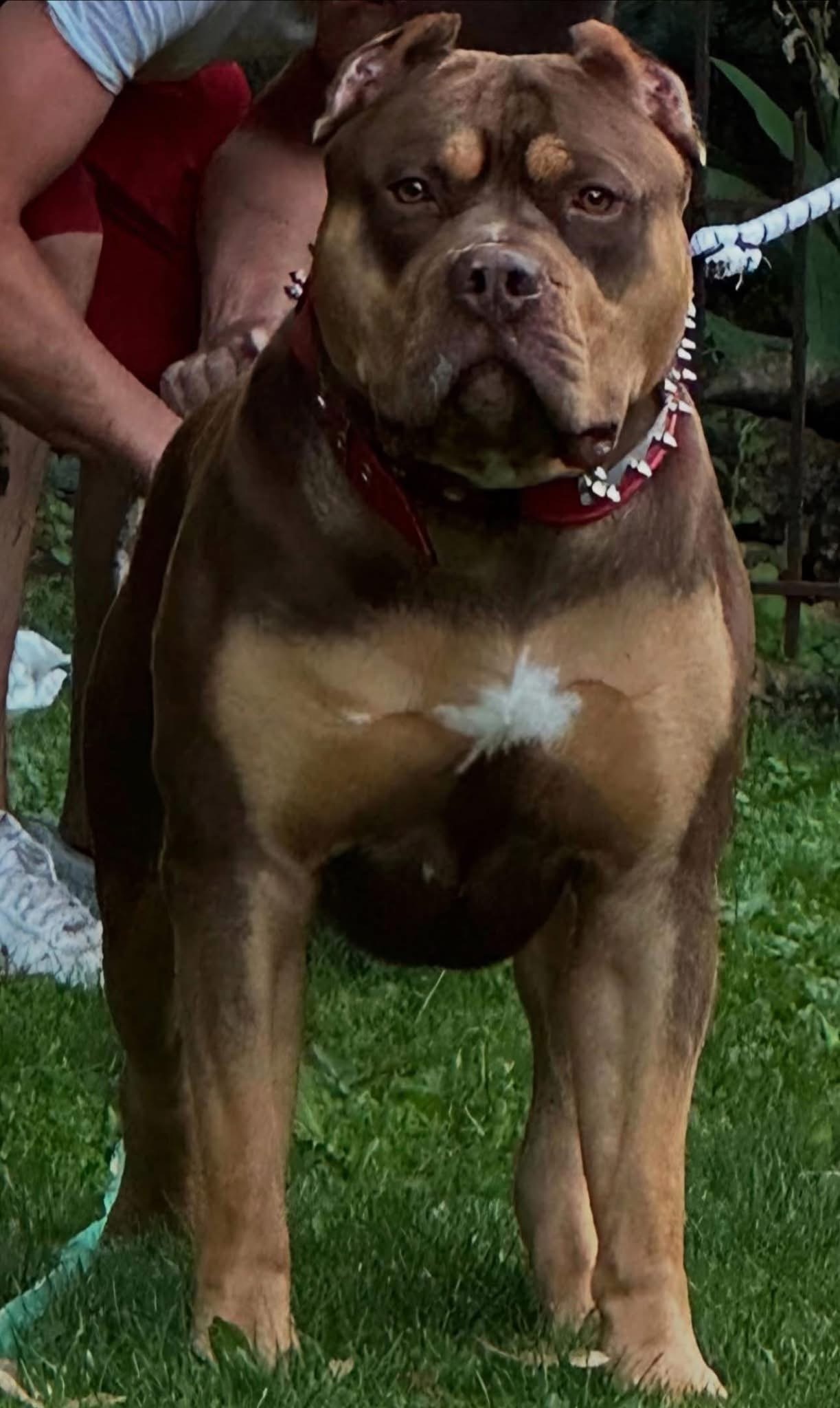 Dog Featured Image