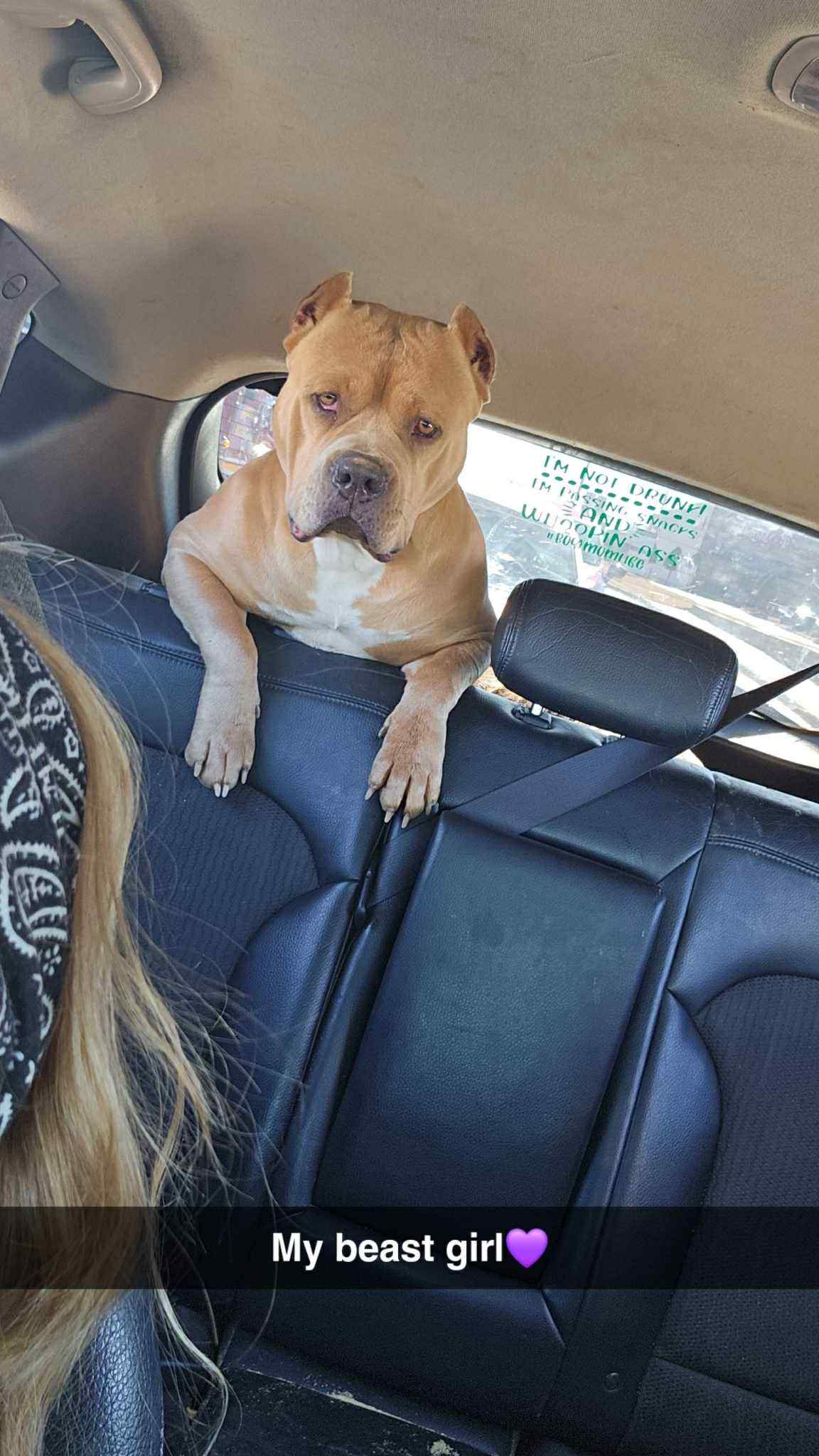 Dog Featured Image