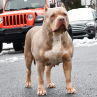 Dog Featured Image