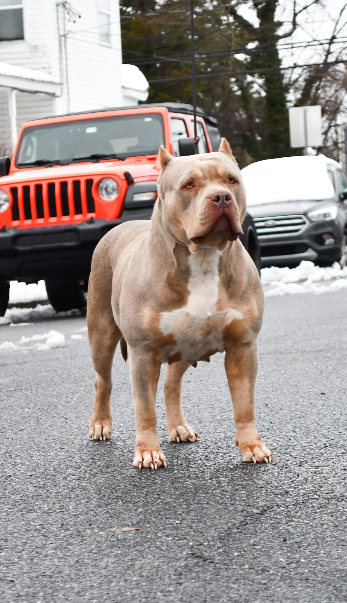 Dog Featured Image