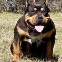 Dog Featured Image