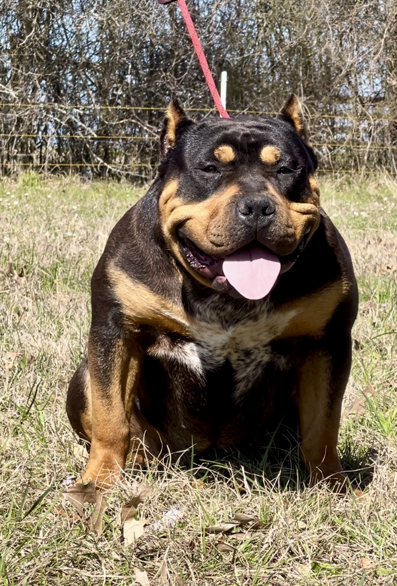 Dog Featured Image